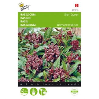 Basilicum zaad plant