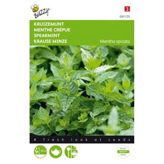 Buzzy Seeds Buzzy® Munt (Kruizemunt)