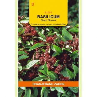 Oranjeband zaden OBZ Basilicum Siam Queen