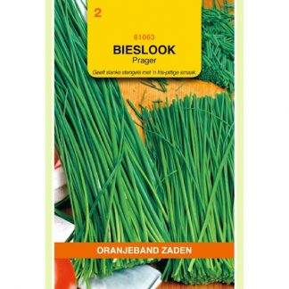 Oranjeband zaden OBZ Bieslook Prager (fijne)