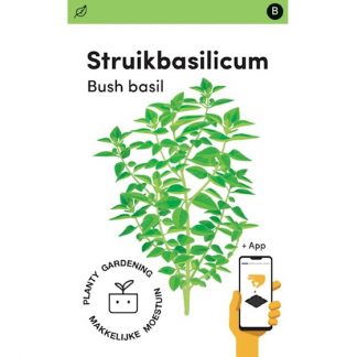 Bascilicum Bascuro