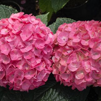 Hortensia kopen