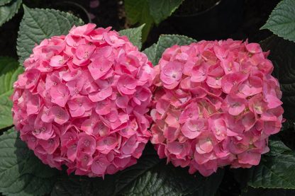 Hortensia kopen