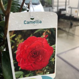 Camelia 5 liter pot