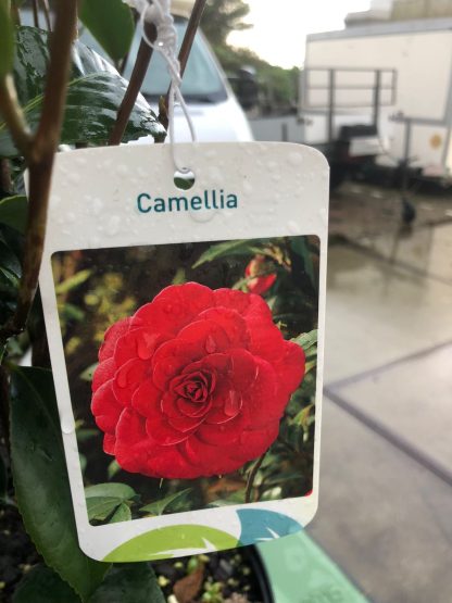 Camelia 5 liter pot