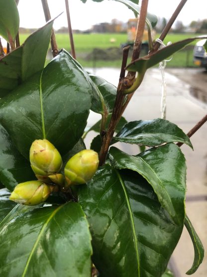 Camelia 5 liter pot