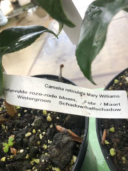 Camelia 5 liter pot