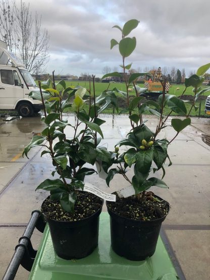 Camelia 5 liter pot
