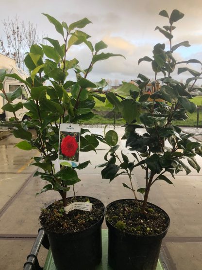 Camelia 5 liter pot