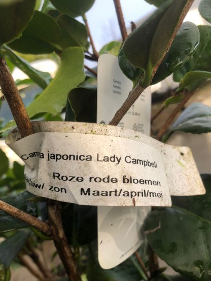 Camelia 5 liter pot