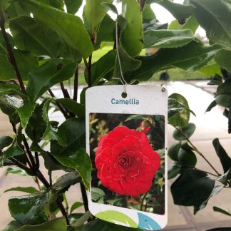 Camelia Japonica Lady Campbell 5 liter pot