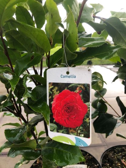 Camelia Japonica Lady Campbell 5 liter pot
