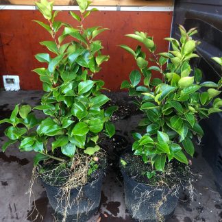Camelia 7,5 liter pot