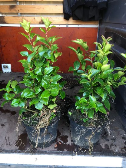 Camelia 7,5 liter pot