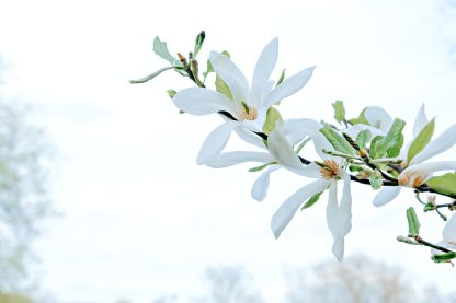 Magnolia