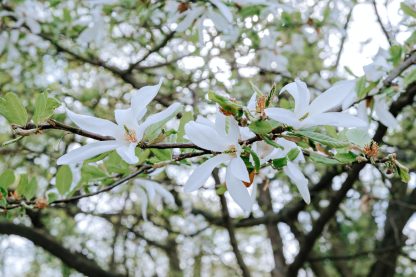 Magnolia