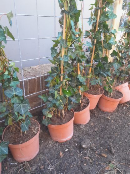 Klimop groene schutting