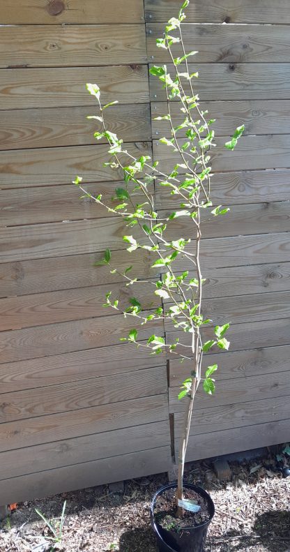 Magnolia