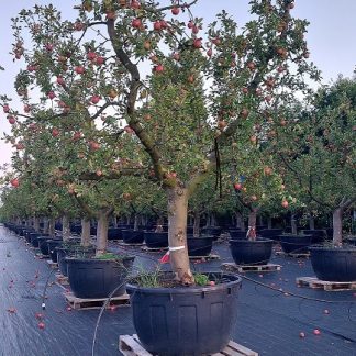 Appelboom Collina halfstam