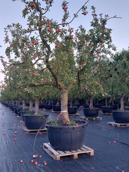 Appelboom Collina halfstam
