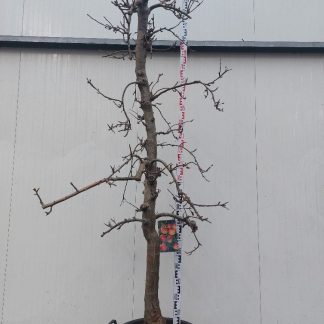 appelboom Elstar 20-30 cm