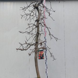 appelboom Elstar 14-16 cm