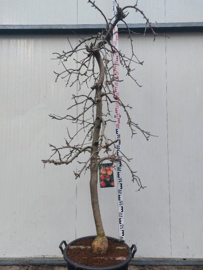 appelboom Elstar 14-16 cm