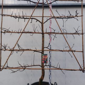 appelboom Elstar 5 etage 18-20 cm
