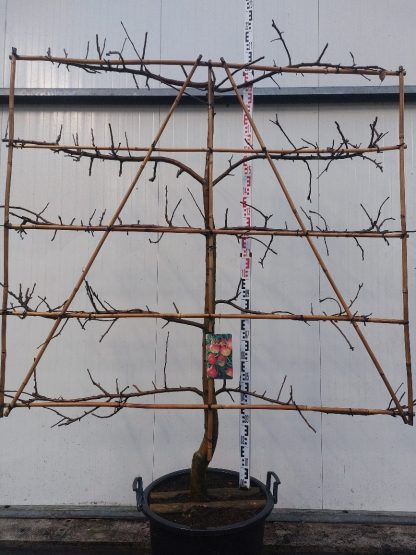 appelboom Elstar 5 etage 18-20 cm