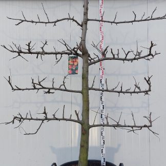 appelboom Elstar 20-30 cm 5 etage