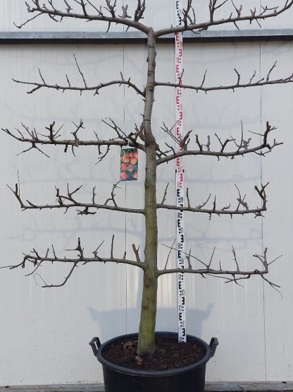 appelboom Elstar 20-30 cm 5 etage