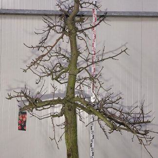 appelboom Elstar 30-40 cm