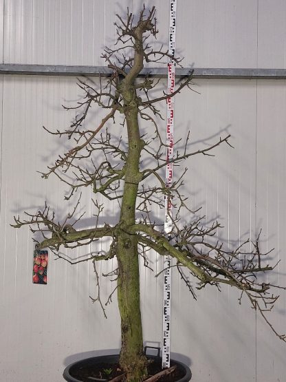 appelboom Elstar 30-40 cm