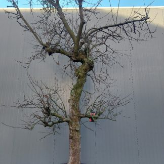 Appelboom Elstar 50-60 cm