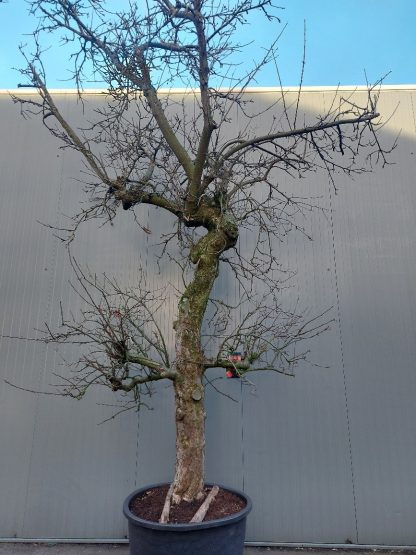Appelboom Elstar 50-60 cm