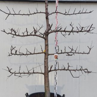 Appelboom Rode Boskoop 20-30 cm 5 etage 