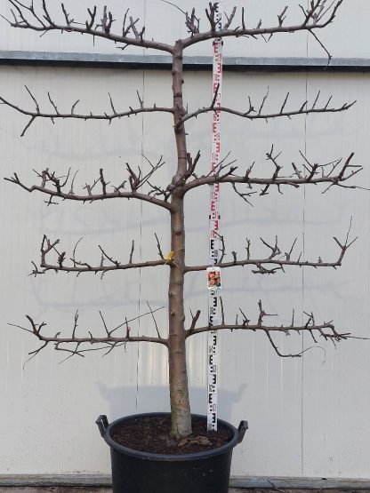 Appelboom Rode Boskoop 20-30 cm 5 etage 