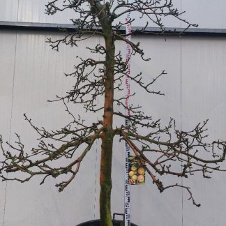 Appelboom Rode Boskoop 25-30 