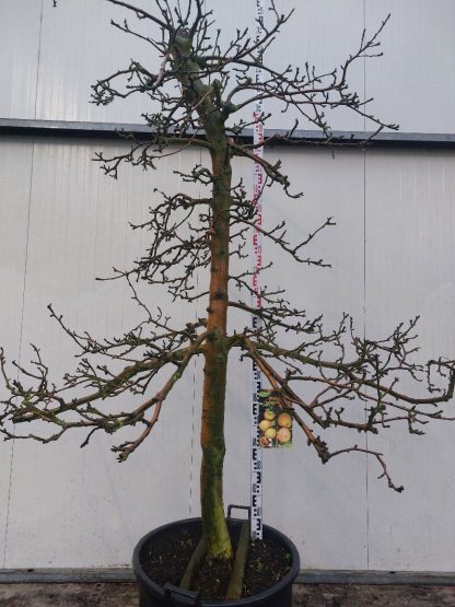 Appelboom Rode Boskoop 25-30 