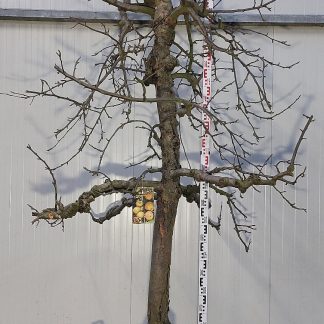 appelboom Rode Boskoop 30-40 cm