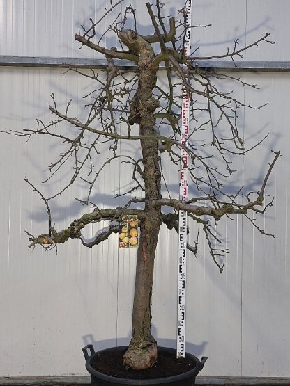 appelboom Rode Boskoop 30-40 cm