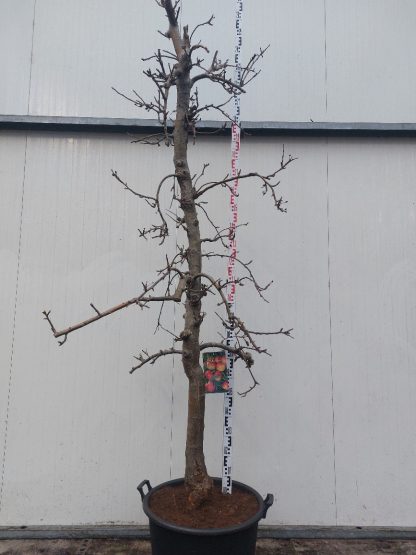 appelboom Elstar 20-30 cm
