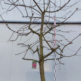 Kersenboom Kordia 20-30 cm