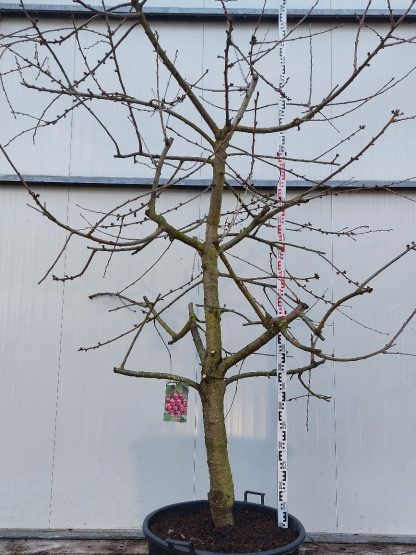 Kersenboom Kordia 20-30 cm