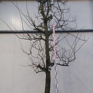 Perenboom Opal 30-40 cm