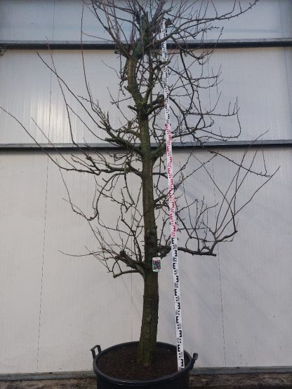 Perenboom Opal 30-40 cm