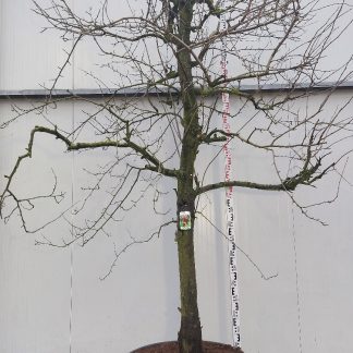 perenboom Reine Victoria 30-40 cm