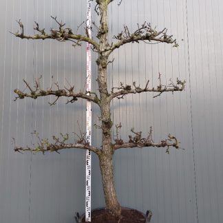 perenboom Conference 35-40 cm 4 etage