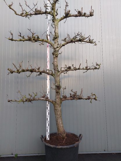 perenboom Conference 35-40 cm 4 etage