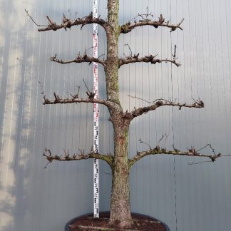 conference perenboom 50-60 cm 5 etage